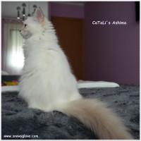 /album/fotogaleria%3a-ashima-de-catali%c2%b4s/ashima-21-jpg/
